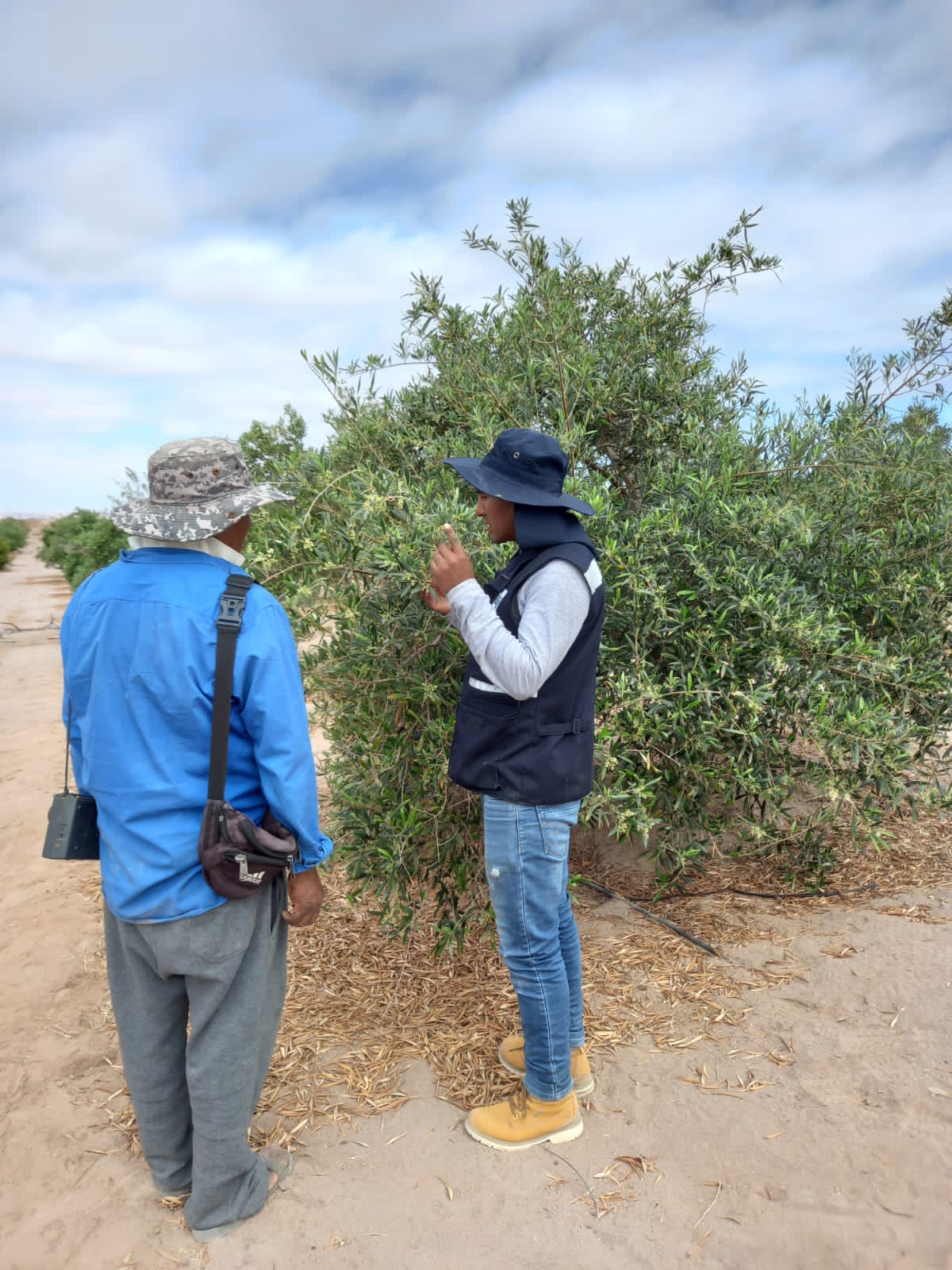 Mejoramiento del servicio de apoyo al desarrollo productivo de la cadena del cultivo del olivo en la región Tacna