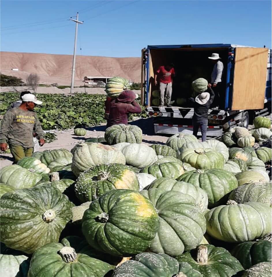 2.500 TONELADAS DE ZAPALLO EXPORTAN A CHILE AGRICULTORES DEL VALLE DE CINTO